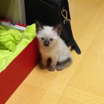 [꽃보다<b>쿤</b>이] 꽃미냥 <b>쿤</b>이 이야기  -1화