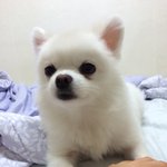 찾습니다) 서울 은평구 갈현동 선일여고 부근 화이트 <b>포메</b>를 찾습니다.