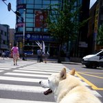 [허스키<b>심바</b>] <b>심바</b>의 산책일기 -덥지만 즐겁게 즐겁게-