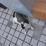 [아빡쳐] 고양이 괴롭히는 인간들 때문에 열받아죽겠네요 ㅡㅡ