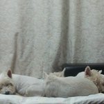 [도와주세요] [<b>니코</b>를찾습니다3] <b>니코</b>의 가족소개입니다.