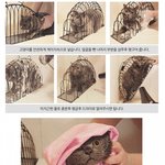 [공포베스트] 고양이 목욕시키는 <b>도구</b>
