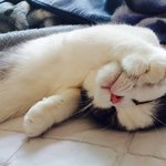 [고양이] 스코티쉬폴드 <b>호두</b>