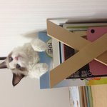 [탑과라떼] 코숏냥 탑과 렉돌냥 라떼