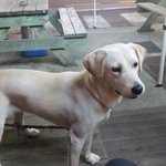 개를 찾습니다 <b>당진</b>지역