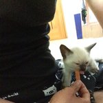 [꽃보다<b>쿤</b>이] 꽃미냥 <b>쿤</b>이 이야기 -2화