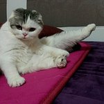 [쵸파] 스코티쉬폴드 <b>말랑</b>한 쵸파왔어요~