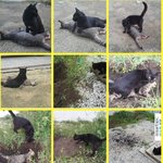 [추억파리여] 고양이의 친구와 <b>이별</b> 방법