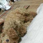 갈색푸들(<b>수컷</b>) 강아지의 주인을 찾습니다.