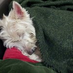 [도와주세요] [<b>니코</b>를찾습니다4]<b>니코</b>의 일상을 되찾을수있도록 도와주세요...