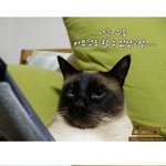 [봉구] <b>게임</b>에 빠진 샴고양이 봉구
