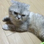 세 살 된 스코티쉬 <b>폴드</b> 아가 입양하실분 찾습니다