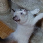 [뚱냥이무무] 렉돌 무무 이야기 2탄!!!:-<b>d</b>