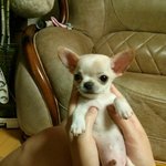 [율무] <b>아아</b> 첫 강아지 "율무"를 소개합니다 -크림치와와