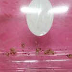백와달팽이 무료분양합니다~