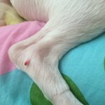 <b>강아지</b> 다리에 뭐가 났어요!! <b>급</b>해요