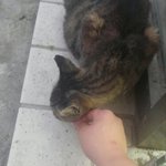 편의점에놀러오는 길고양이 후기입니다.