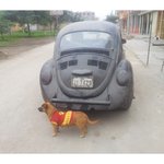 [라틴박우물] <b>딱정벌레</b>차, 여전히 peru에서 인기