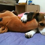 [<b>천사</b>견비글] 이불을 사랑한 비글 김엣지봉(사진추가)