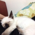 [꽃보다<b>쿤</b>이] 꽃미냥 <b>쿤</b>이 이야기 -3화