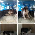 입양간지 한달만에 <b>파양</b>되서 돌아온 아기냥이...너무 이쁘고 귀여운...