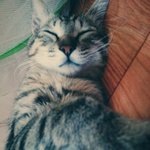 제가본 <b>동물</b>귀신은 진짜 존재하는걸까요?