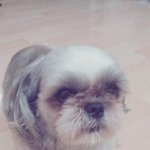 님들, 시<b>츄</b> 순종 잡종 구별법 좀요~