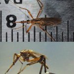 [추억파리여] 美 <b>일반</b> 모기 20배 괴물모기