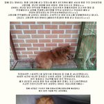 오늘까지 입양안되면 안락사되는 발바리 <b>임</b><b>보</b>부탁드립니다.