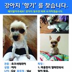 [도와주세요] 우리 <b>향기</b>를 찾을 수 있게 도와주세요!!부탁드립니다...