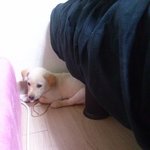 [강아지] 어제<b>지인</b>한테진돗개를받았는데요ㅎㅎ