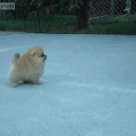 [EXO] <b>포메라니안</b> 키우고 싶다