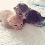 <b>꼬물</b>이들 태어났어요 ^^