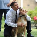 톰<b>하디</b> 개랑 놀아주는 솜씨