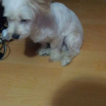 사람같은<b>코코</b>2