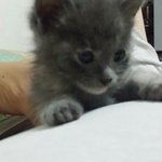 깜이 앤 랑이 아기냥이들