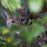 <b>MSG</b> 무첨가 다큐멘터리 <숲의 전설>