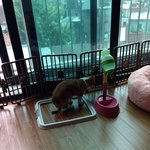 웰시코기 <b>라이</b>의 라이프스타일!ㅎ