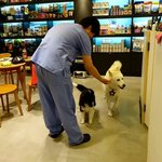 [허스키심바] 심바의 산책일기 -<b>동물</b>병원 맨날 놀러가는 심바-