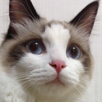 [탑과라떼] 코숏냥 탑과 <b>렉</b><b>돌</b>냥 라떼 2