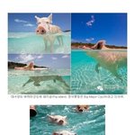 [공포베스트] 세상에서 가장 행복한 <b>돼지들</b>