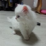 [모모와<b>미미</b>] 아기 냥이 모모의 폭풍성장