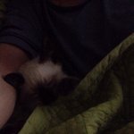 [꽃보다쿤이] 꽃미냥 쿤이 이야기 -4화