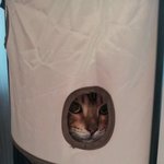 [<b>철수</b>상추] <b>철수</b>상추 그들이 알고싶다.