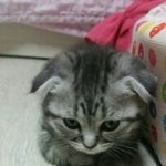 [모모와<b>미미</b>] 사랑스러운 고양이 모모의 폭풍성장 일기 2편입니다^^