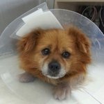 [입양] 시한부선고를 받은 세발강아지... 당신이 필요합니다..