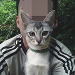 [아배붑] 아비시니안 <b>들꽃</b>, 아배붑