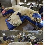 [콜로라도] 눈이 <b>아파</b> 병원에 온 북극곰 클라스