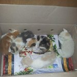 [유기묘] 인천,유기묘 5마리 구조...도와주세요...