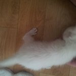 [유기묘] 유기묘 5마리 <b>꼬물</b>이들 자세한 사진....